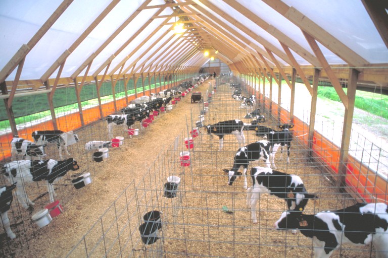 Calf Barns